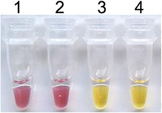 The Colorimetric Isothermal Multiple-Self-Matching-Initiated Amplification Using Cresol Red for Rapid and Sensitive Detection of Porcine Circovirus 3